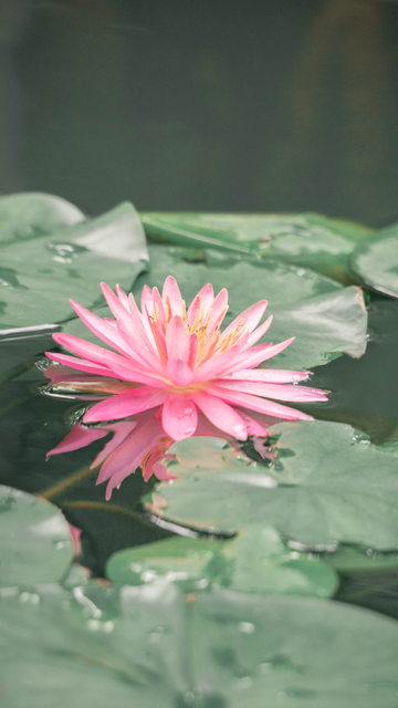 粉色睡莲池塘风光摄影图片