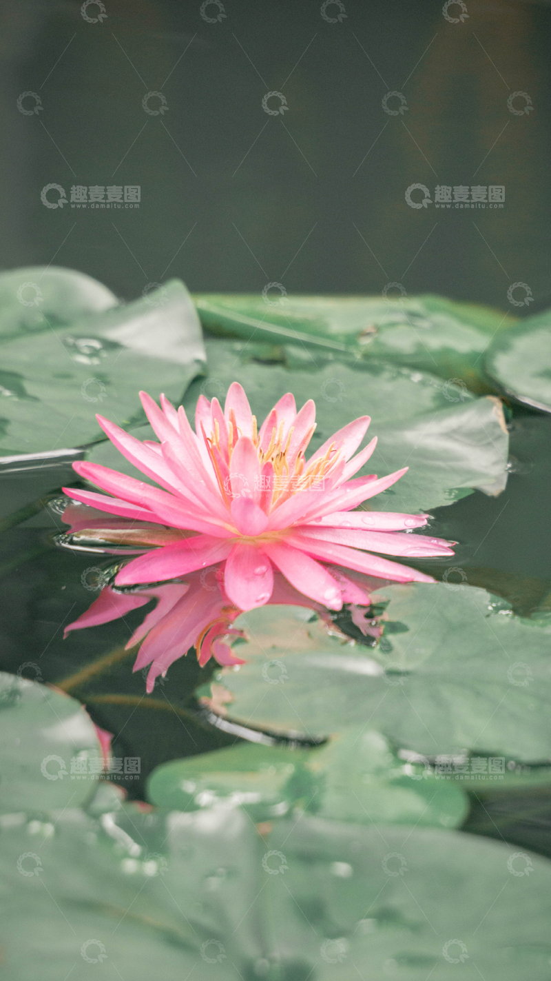 高清大图下载【趣麦麦图】-粉色睡莲池塘风光摄影图片