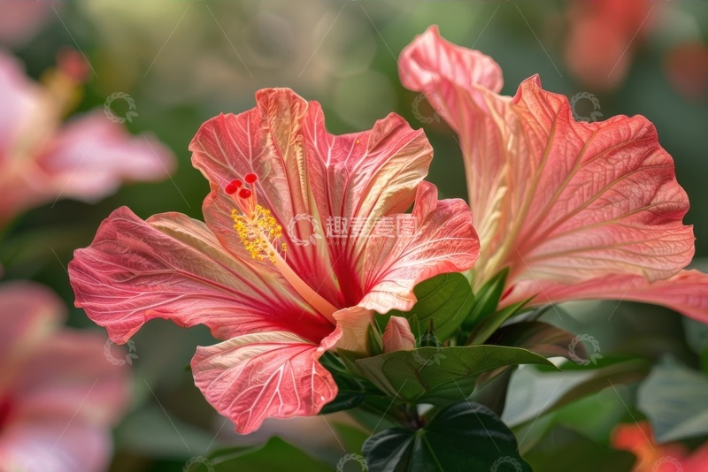 高清大图下载【趣麦麦图】盛开的一簇红色鲜花