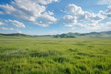 夏季大草原草地背景