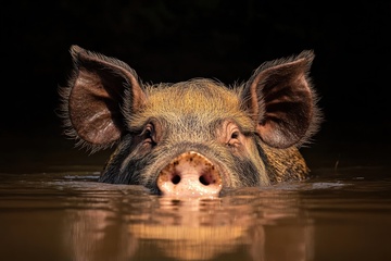 湖泊里的一头家猪