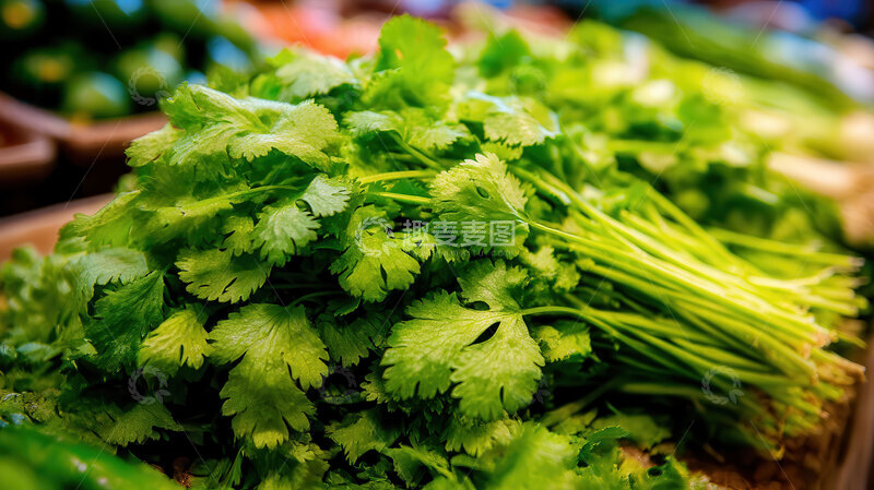高清大图下载【趣麦麦图】香菜  翠叶  香恋  