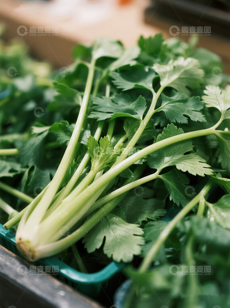 高清大图下载【趣麦麦图】香菜  翠叶  浓郁