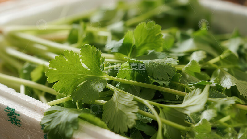 香菜  翠叶  滑爽 