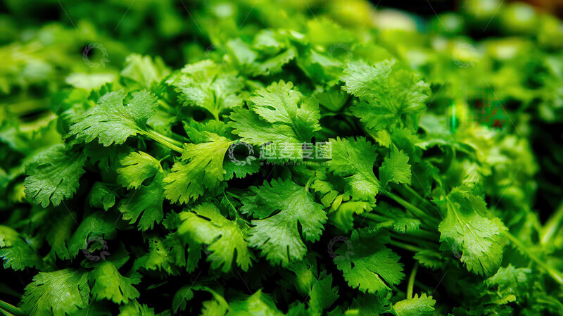 高清大图下载【趣麦麦图】香菜  翠叶  香柔