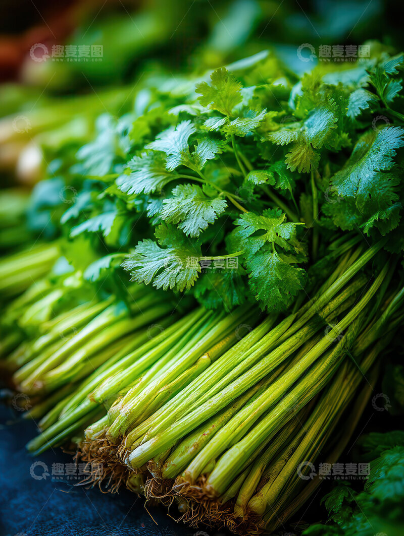 高清大图下载【趣麦麦图】香菜  翠叶  香腻