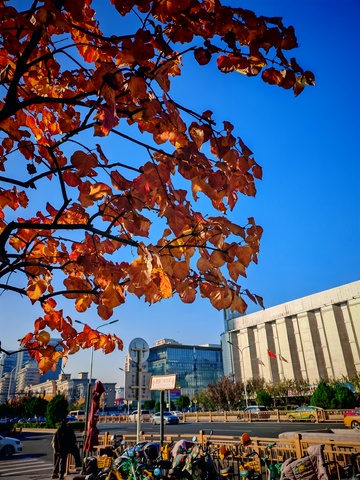 秋叶都市风光摄影