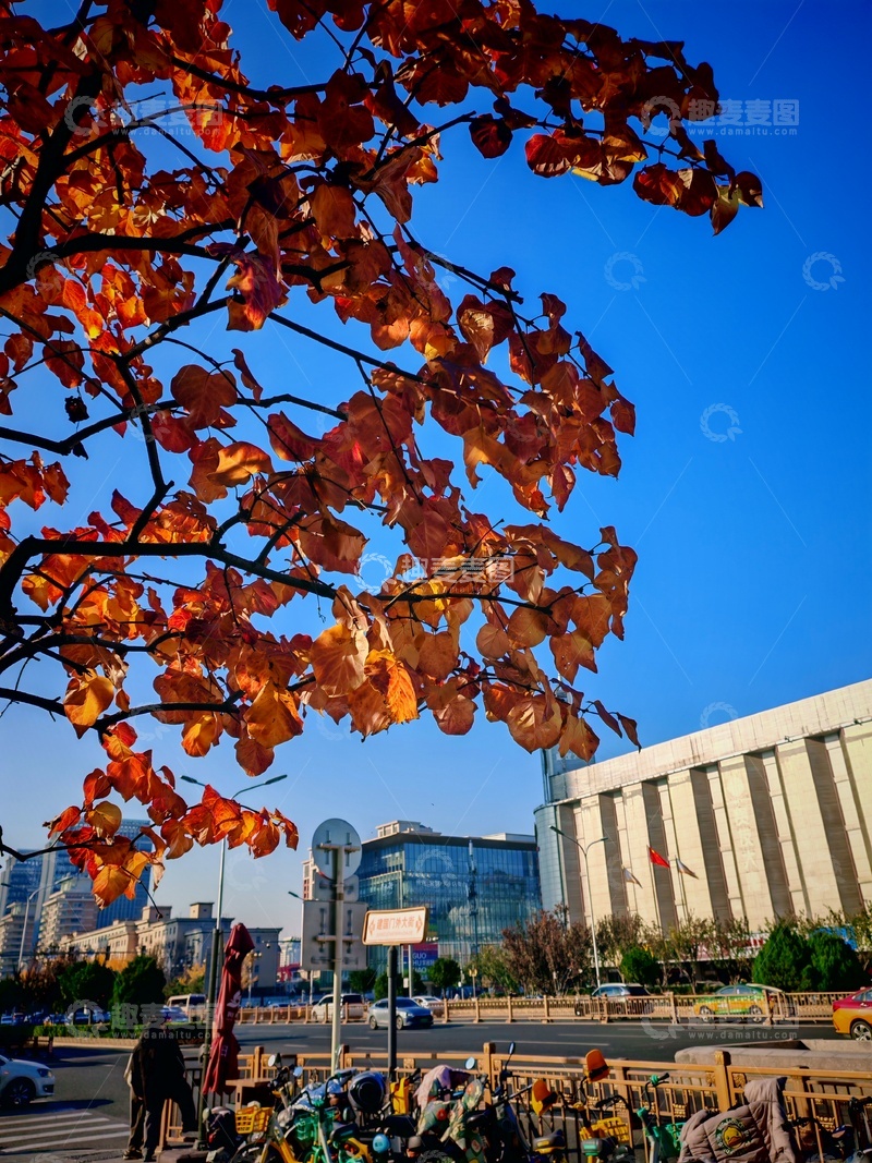 高清大图下载【趣麦麦图】秋叶都市风光摄影
