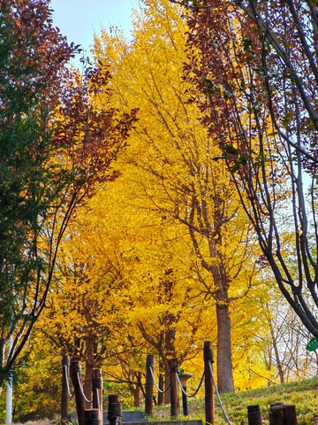 秋日金黄银杏林小径