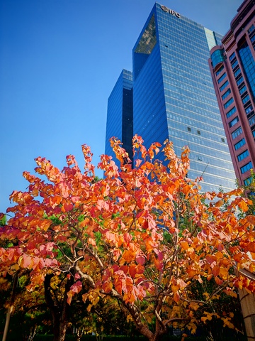 秋日都市红叶高楼