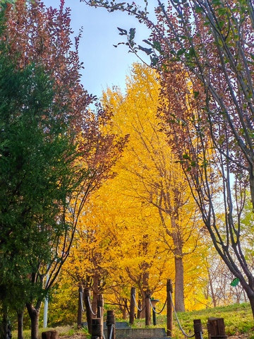 秋色树林秋意浓