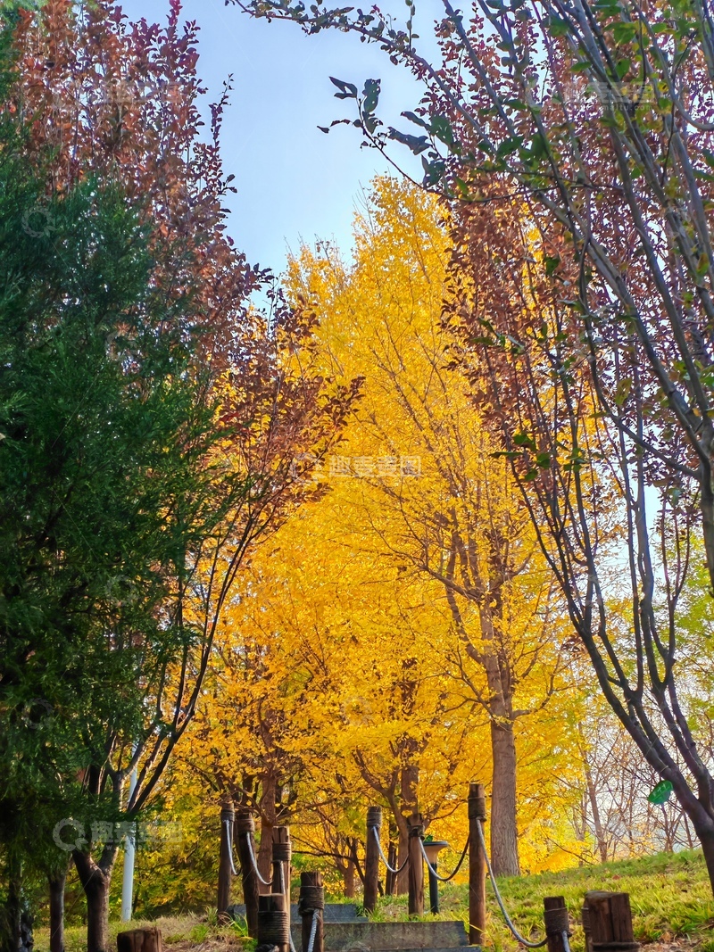 高清大图下载【趣麦麦图】秋色树林秋意浓