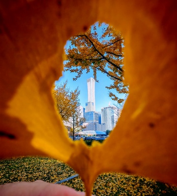 秋叶框景城市高楼