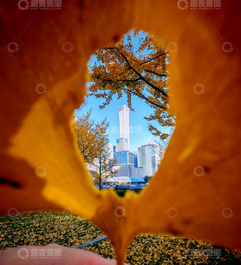 高清大图下载【趣麦麦图】秋叶框景城市高楼