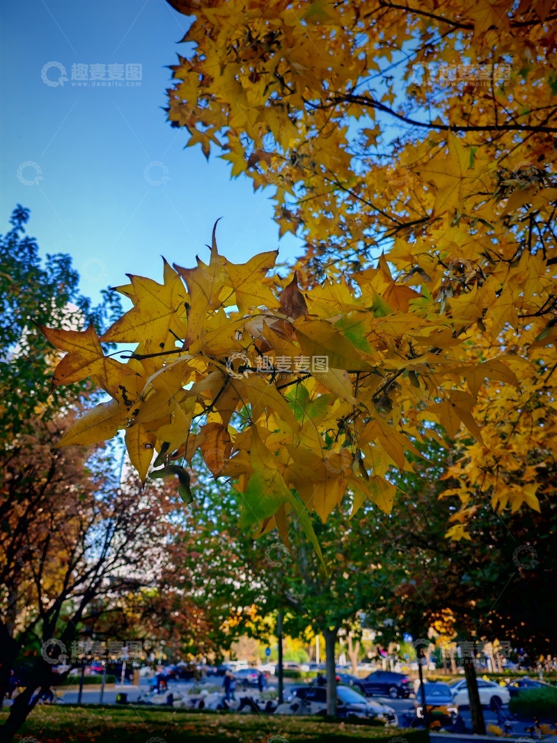 高清大图下载【趣麦麦图】秋日金黄枫叶公园风光