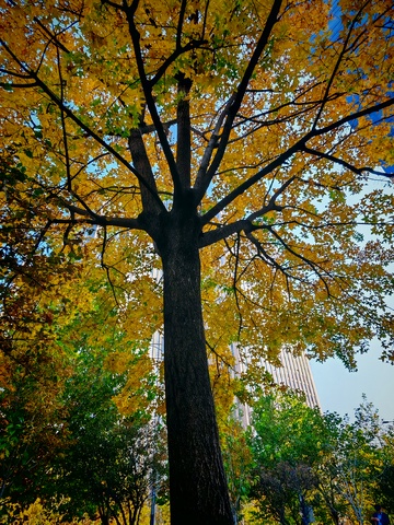 秋日城市树木美景