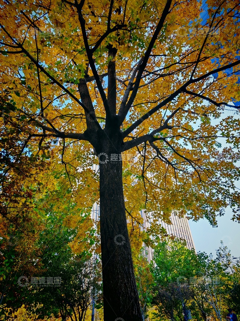 高清大图下载【趣麦麦图】秋日城市树木美景