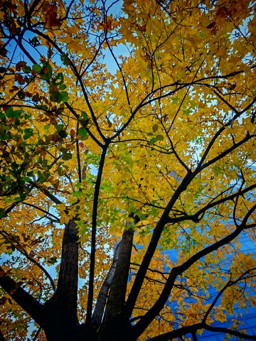 秋日黄叶蓝天美景