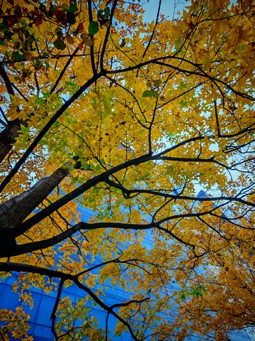 秋日金黄树叶美景摄影