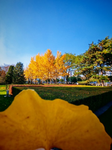 秋日公园叶景特写