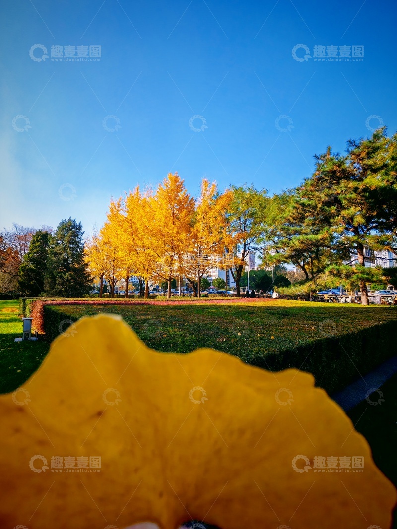 高清大图下载【趣麦麦图】秋日公园叶景特写