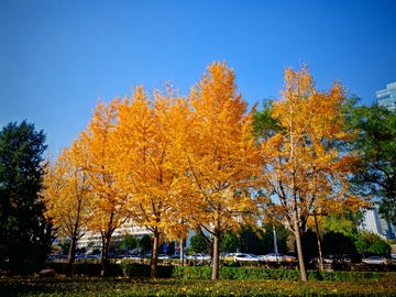 秋日金黄银杏林城市景观