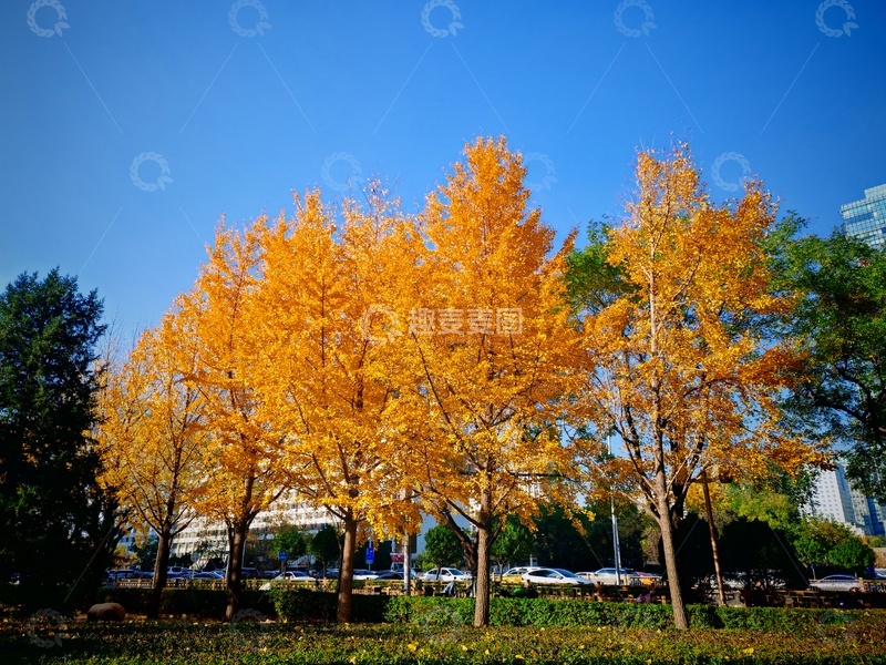 高清大图下载【趣麦麦图】秋日金黄银杏林城市景观