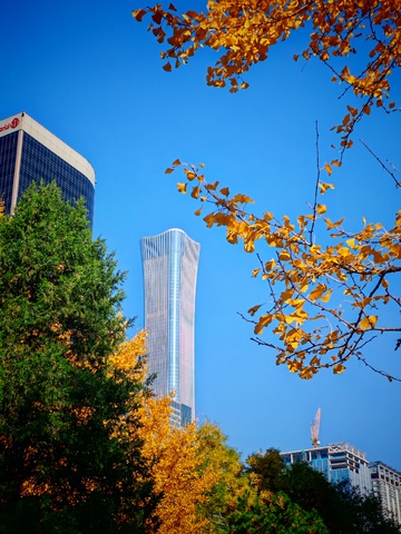 秋意摩天楼绿意盎然
