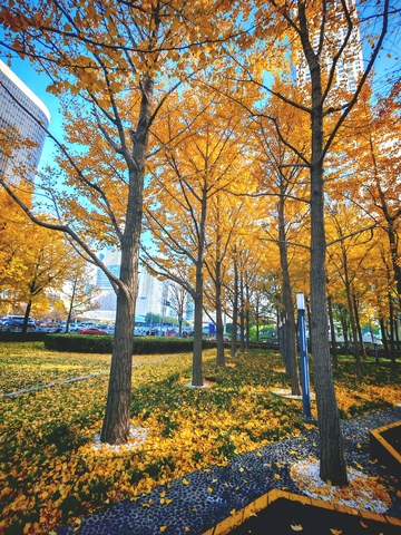 秋日城市公园美景