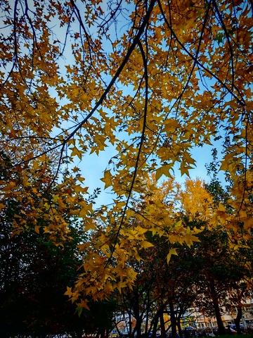 秋日金黄树叶风景摄影