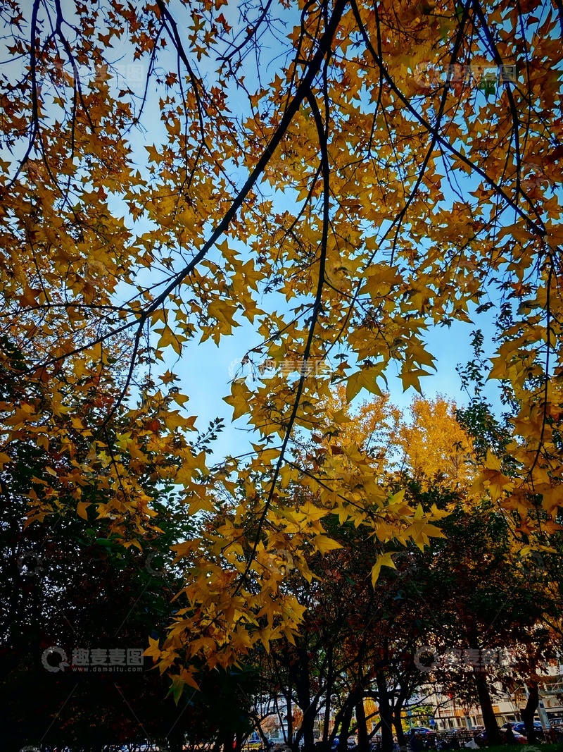 高清大图下载【趣麦麦图】秋日金黄树叶风景摄影