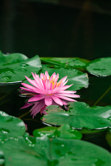 睡莲绽放水面美景