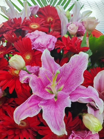 鲜花绽放盛景花卉摄影