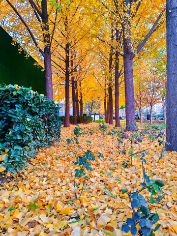 秋日银杏林美景摄影