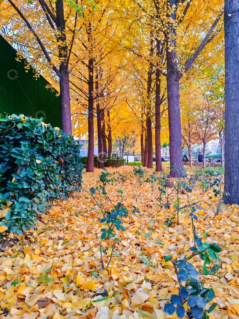 高清大图下载【趣麦麦图】-秋日银杏林美景摄影