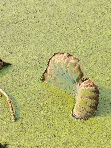 绿色覆盖岩石自然风光