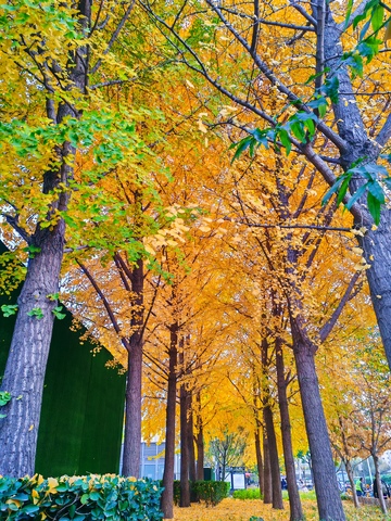 秋日林荫道金黄银杏叶美景