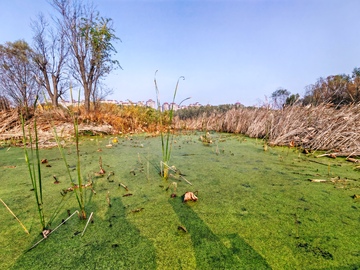 湿地绿藻景观自然风光摄影图片