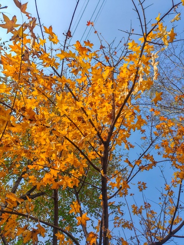 秋日金黄枫叶蓝天美景