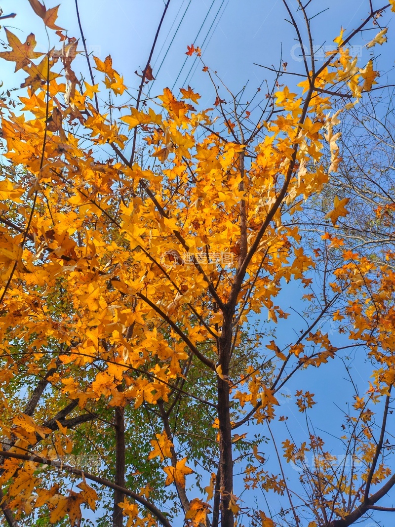 高清大图下载【趣麦麦图】秋日金黄枫叶蓝天美景