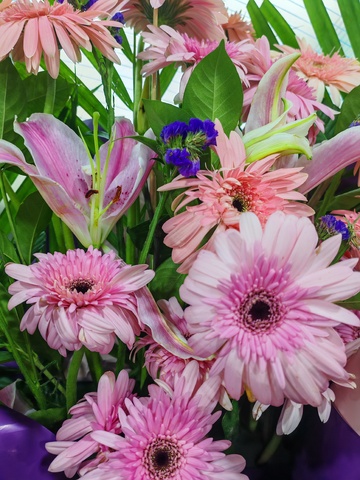 鲜花盛开粉百合与非洲菊