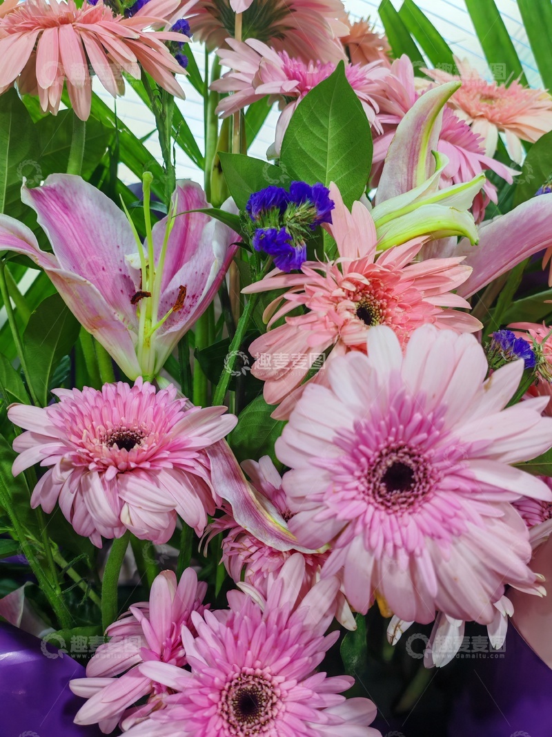 鲜花盛开粉百合与非洲菊