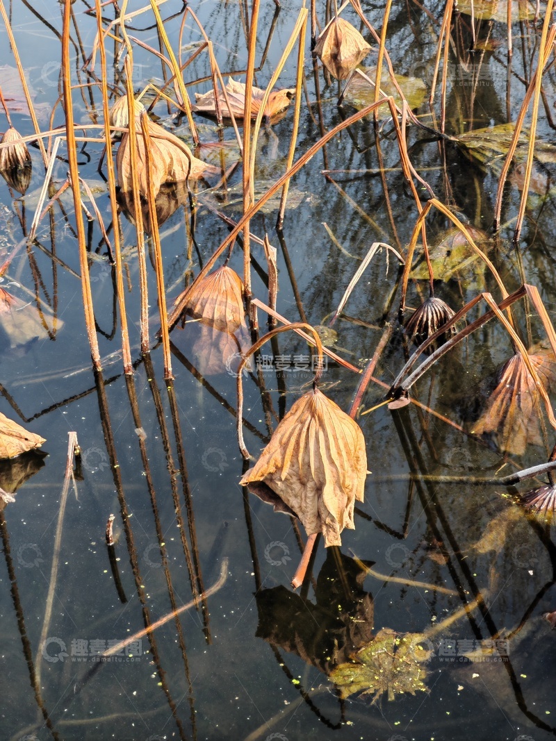 高清大图下载【趣麦麦图】枯荷秋水风景摄影图片