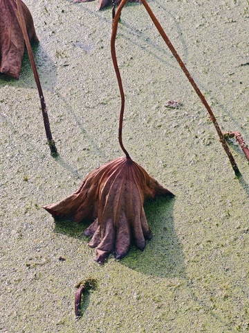 残荷枯叶水面风光