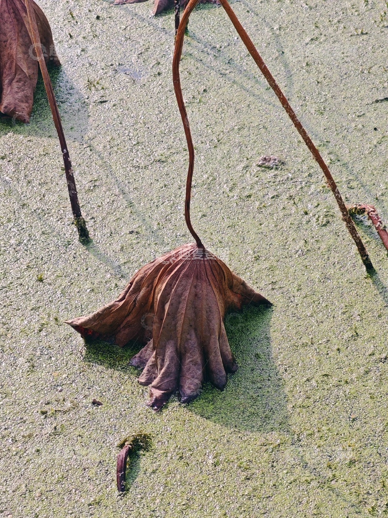 高清大图下载【趣麦麦图】残荷枯叶水面风光