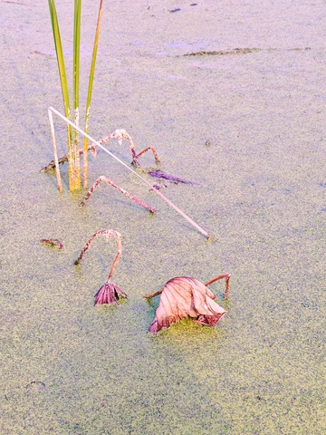 湿地残荷风光摄影