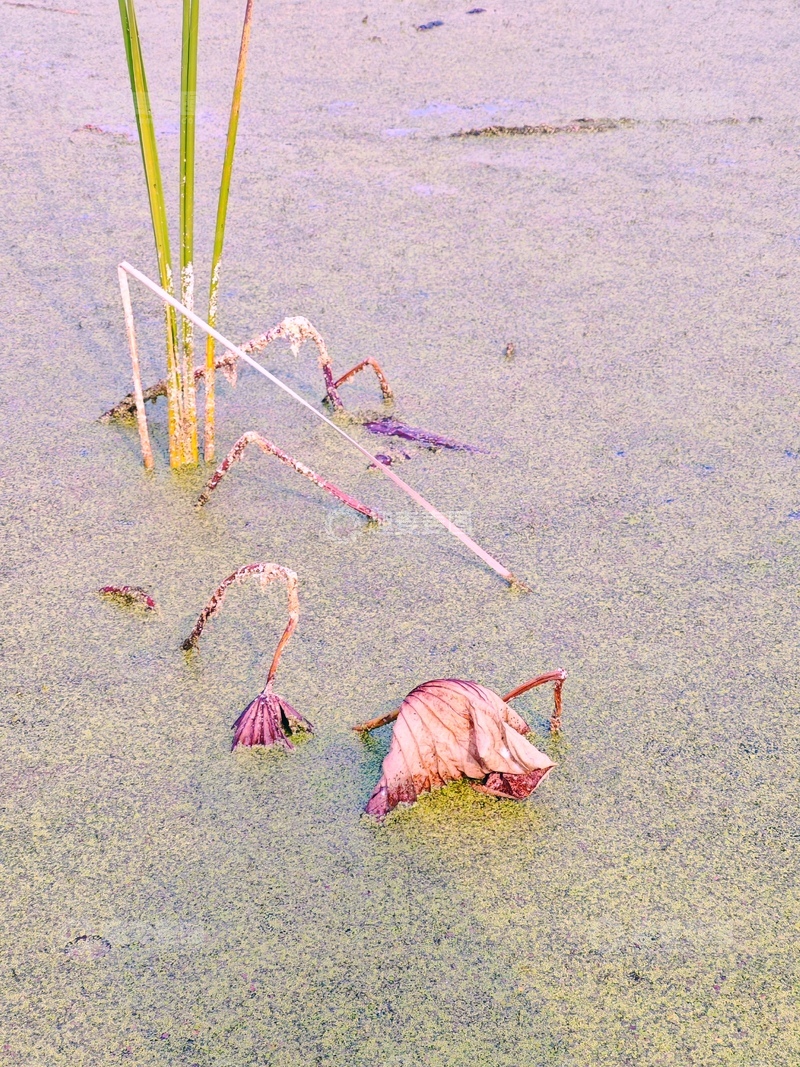 高清大图下载【趣麦麦图】-湿地残荷风光摄影