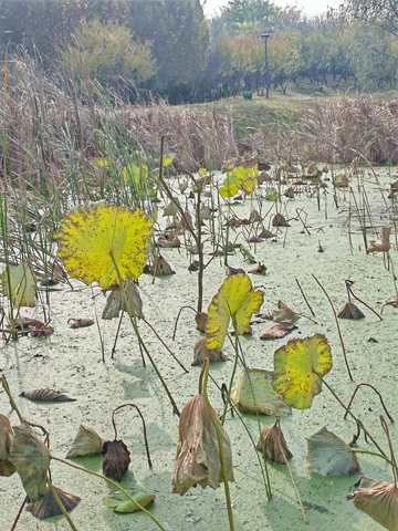 秋日荷塘枯叶景