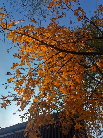 秋日枫叶蓝天美景