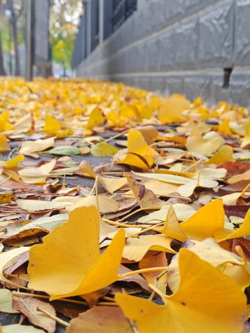 秋日银杏落叶景观自然风光